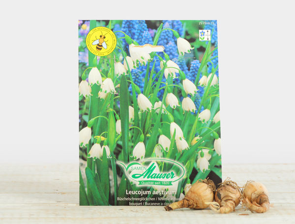 37+ Schneeglöckchen Samen Kaufen, Galanthus nivalis ssp nivalis, das