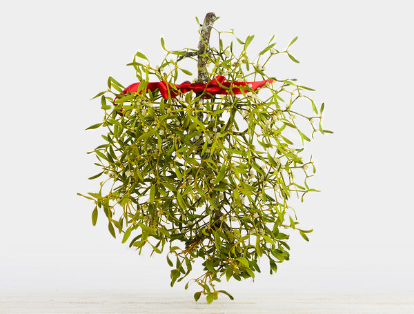 Mistelzweig, gross von Blumenpost frisch liefern lassen