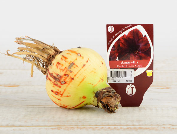 Amaryllis royal velvet 1 Knollen von Mauser liefern lassen