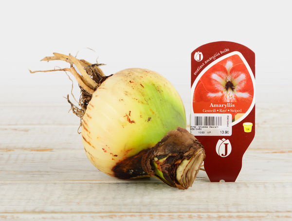 Amaryllis gesternt, 1 Knollen von Mauser liefern lassen