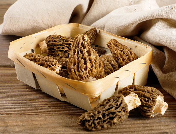 Morcheln von Champignons Stadler frisch, schnell liefern lassen!