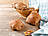 Bio Frischback Nuss-Feigenbrötli, 4x 90g Bio Frischback Nuss-Feigenbrötli, 4x 90g