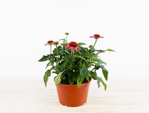 Echinacea, 1 Topf von Blumenpost frisch, schnell liefern lassen!