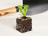 Bio Setzlinge Salanova frisée grün, 5 Stück Bio Setzlinge Salanova frisée grün, 5 Stück