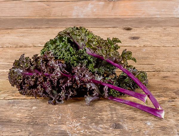 Federkohl violett ProSpecieRara von Biomeier liefern lassen