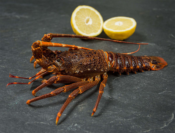 Languste Kopf gekocht von Tristan Lobster liefern lassen
