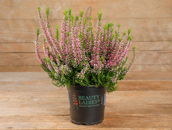 Calluna rosa im Topf, Ø 13cm von Güttinger liefern lassen