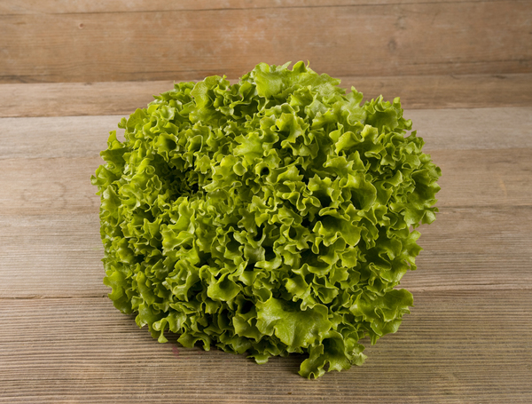 Bio Batavia Salat grün von Biogarden liefern lassen